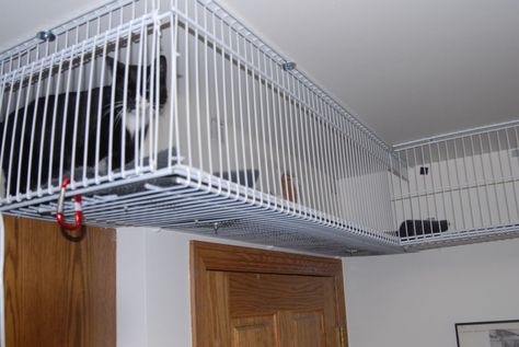 Cat Enclosure - Tunnel, Save Space ('CatWalk Is My Road' - AKahn) Cat Tunnel Indoor, Diy Cat Shelves, Floating Cat Shelves, Diy Cat Enclosure, Cat Gate, Cats Books, Cat Patio, Diy Cat Tree, Outdoor Cat Enclosure