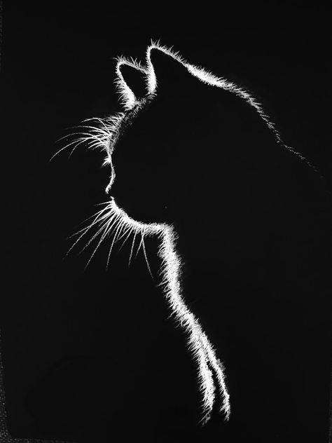 Scratchboard Art Ideas Easy, Black Canvas Art, Scratchboard Art, Black Canvas Paintings, Black Paper Drawing, Scratch Art, Black Cat Art, Foto Tips, Paper Drawing