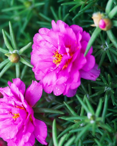 sundial-fuchsia-moss-roses-9e12b4ab Arizona Landscaping, Moss Roses, Portulaca Flowers, Rose Moss, Rose Like Flowers, Rose Pink Flower, Portulaca Grandiflora, Growing Moss, Edging Plants