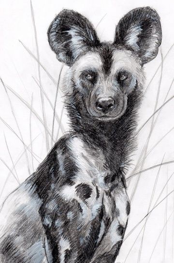 african wild dog Duck Hunting Tattoos, African Animal Art, Jungle Animal Art, Painted Dogs, Dogs Ideas, Tiger Sketch, Wild Dog, African Wild Dog, Dog Sketch