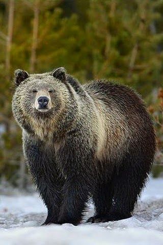 Grizzly bear Bear Totem, North American Animals, Dog House Diy, Australia Animals, Bear Mountain, Bear Photos, Big Animals, Bear Pictures, Haiwan Peliharaan