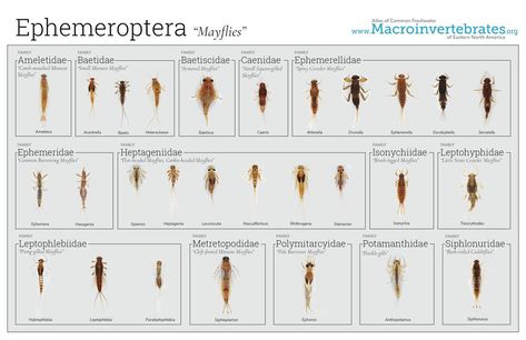 Dichotomous Key, Volunteer Training, Aquatic Insects, Caddis Flies, Biology Facts, Fishing Flies, Aquatic Life, Short Wavy Hair, Short Wavy