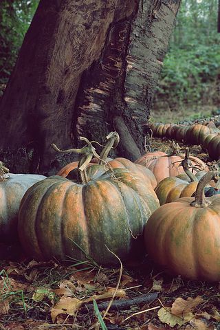 Discover and download free images - Pixabay Hobbit Holes, Generation Pictures, Pumpkin Vegetable, Vegetable Harvest, Harvest Fest, Fall Canvas Painting, Fall Mood, Umbrella Art, Festival 2023