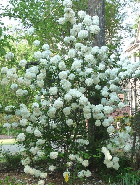 Snowball viburnum White Bushes, Snowball Tree, Suburban Backyard, Shrub Border, Backyard Nature, Snowball Viburnum, Garden Growing, Texas Gardening, Garden Plan