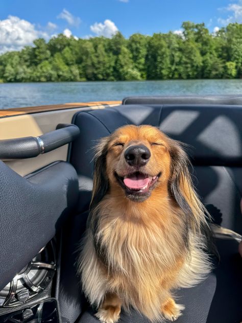 Long-haired dachshund on Turner Lake Long Hair Dashunds, Long Hair Dachshund, Dream Pet, Long Haired Dachshund, Weenie Dogs, Wolves, Dachshund, Long Hair, Puppies