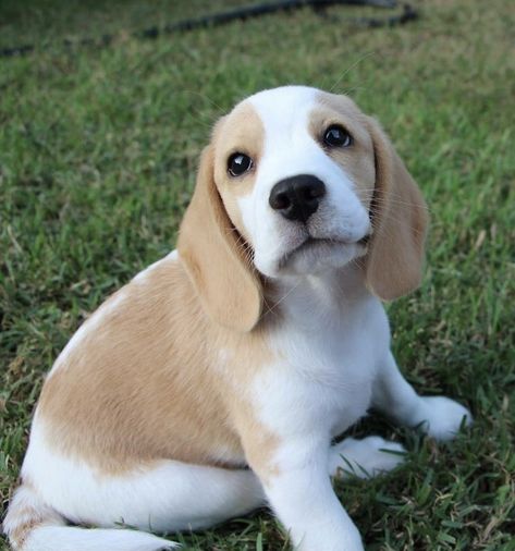 Lemon Beagle Beagle Facts, Lemon Beagle, Beagle Dogs, Pocket Beagle, Cute Beagles, Beagle Puppy, Beagle Dog, Popular Dog, Training Your Dog