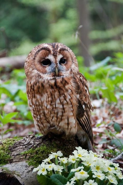 Predatory Birds, Scottish Animals, Scottish Wildlife, Flying Creatures, Awesome Owls, Tawny Owl, Witch Cottage, Forest Witch, Owl Photos