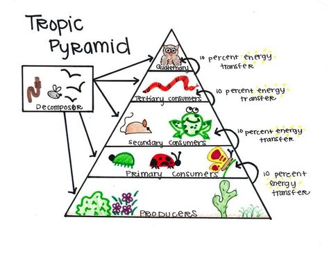 Energy pyramid Renewable Energy For Kids, Doodle Notes Science, Neet Biology, Persuasive Writing Prompts, Ap Environmental Science, Energy Facts, Biological Science, Energy Pyramid, Biology Worksheet