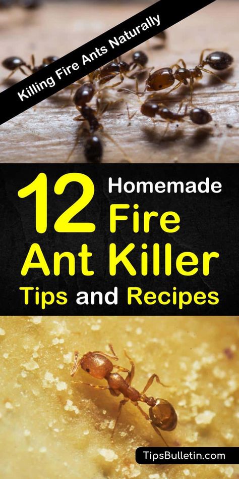 Fire ants are more than a nuisance, they can be deadly. Learn how to get rid of them for good with these homemade fire ant killer recipes. #killfireants #gardening #ants #fireants Ant Mound Killer, Natural Fire Ant Killer, Kill Fire Ants Naturally, Fire Ants How To Get Rid Of Naturally, Get Rid Of Fire Ants In Yard, How To Get Rid Of Fire Ants In The Yard, Fire Ants How To Get Rid Of, Homemade Ant Killer For Outside, Fire Ant Killer Homemade