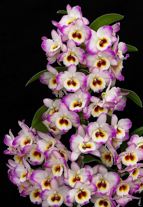 Dendrobium nobile © by j.lacerda Dendrobium Nobile, Orchid Photography, Virtual Flowers, Rare Orchids, Exotic Orchids, Dendrobium Orchids, Orchids Garden, Blue Orchids, Orchid Care