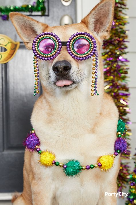 Mardi Gras Sunglasses, Diy Mardi Gras Outfit, Marti Gra, Mardi Gras Dog, Sunglasses Ideas, Beaded Sunglasses, Mardi Gra, Wallpaper Dog, Getting A Kitten