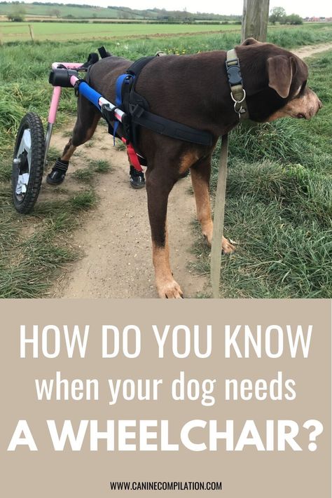 How do you know when your dog needs a wheelchair? What kinds of health problems can a wheelchair help your dog with? See the answer to these questions, plus read 2 independent reviews Diy Dog Wheelchair, Dog Wheelchair, Dog Needs, Dog Information, The Time Has Come, Dog Products, Dog Hacks, Dog Care Tips, Different Dogs