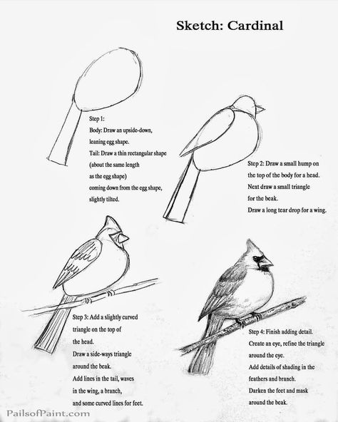 306 best drawing birds images on Pinterest | Drawing birds, Draw animals and Bird drawings Cardinal Drawing, Book Lessons, Draw Birds, Sketch Page, Cardinal Bird, Art Instructions, Paint Art, Bird Drawings, Art Lesson