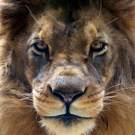 Lion Front View, Lion Africa, Exotic Mammals, Lion Love, Lion Of Judah, Animal Pics, Animals Of The World, Jungle Animals, Front View