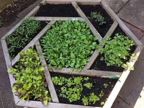 Raised Bed Herb Garden, Nara Clan, Raised Herb Garden, Patio Herb Garden, Best Herbs To Grow, Small Herb Gardens, Productive Garden, Outdoor Herb Garden, Spice Garden