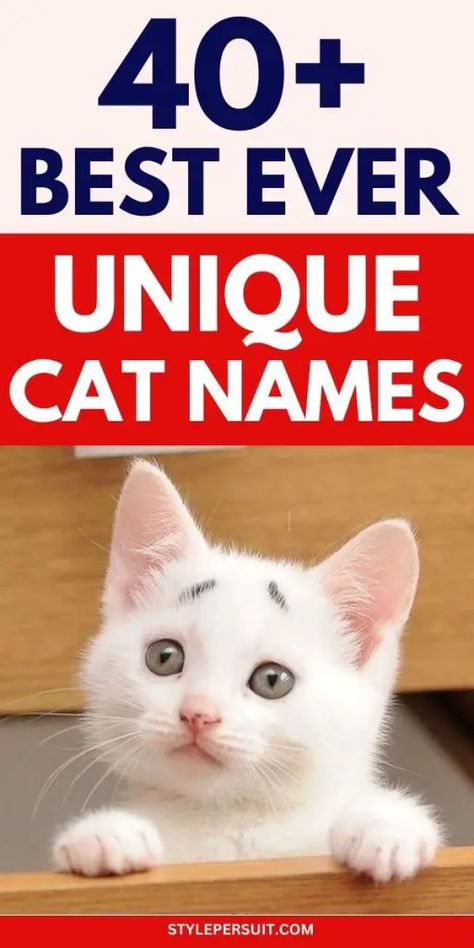 UNIQUE CAT NAMES Male Cat Names Unique List, Black Cat Names Boys, Female Cat Names Unique, Male Cat Names Unique, Kitten Names Boy, Cat Names Boy, Cat Names Male, Names For Male Cats, Kitten Names Unique