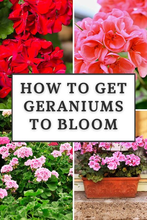 Geranium Garden Flower Beds, Geraniums In Flower Beds, How To Care For Geraniums In Pots, Pink Geranium Planter Ideas, Geranium Containers, Geraniums In Pots Ideas, How To Keep Geraniums Blooming, Geraniums In Containers, Uređenje Dvorišta