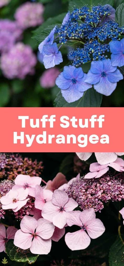 Back yard— blue spruce garden Tiny Tuff Stuff Hydrangea, Tuff Stuff Mountain Hydrangea, Tuff Stuff Ah Ha Hydrangea, Tuff Stuff Hydrangea, Mountain Hydrangea, Hydrangeas Garden, Michigan Garden, Creek Garden, Hardy Hydrangea