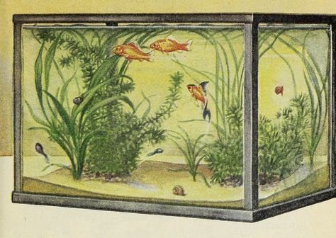 Fish Tank Drawing, Vintage Fish Poster, Victorian Terrariums, Aquarium Drawing, Sea Tank, Tank Drawing, Bicycle Tattoo, Landscape Design Drawings, Aqua Art