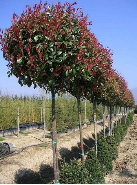 Gard Modern, Photinia Fraseri Red Robin, Photinia Red Robin, Fence Planters, Green Fence, Cheap Fence, Concrete Fence, Brick Fence, Horizontal Fence