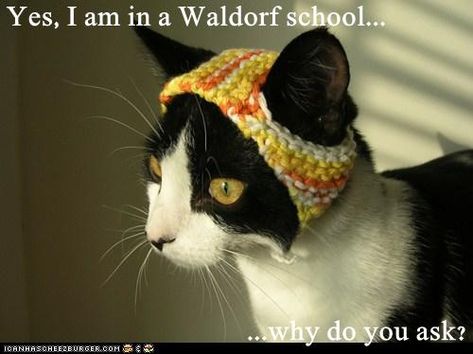 Yes, I am in a Waldorf school...   ...why do you ask? Knitted Dinosaur, Dino Hat, Dinosaur Hat, Crochet Cat Hat, Homeschool Projects, Crochet Mushroom, Cute Cottage, Knitted Cat, Memes Sarcastic