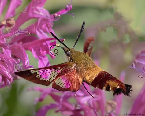 Moth On Flower Tattoo, Hummingbird Clearwing Moth, Moth On Flower, Clearwing Moth, Clover Mites, Froghoppers, Transparent Wings, Pollinating Flowers, Insect Eggs