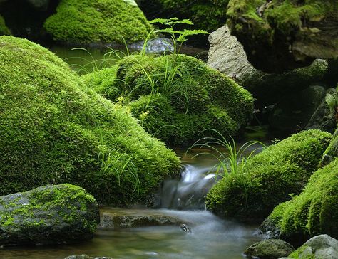 Moss - Chichibu Tama National Park. Background Environment, Environment References, Background Study, Japanese Hotel, Background Inspiration, Moss Garden, Nature Green, Forest Floor, Green Space