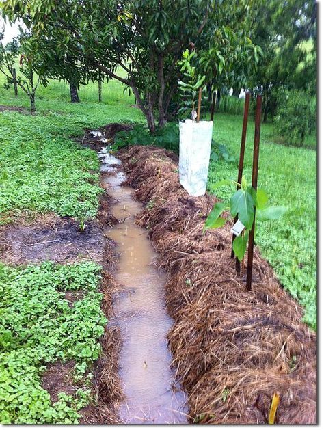 Shade Grass, Permaculture Design, Permaculture Gardening, Shade Perennials, Forest Garden, Garden Pictures, Research Institute, Nature Garden, Shade Plants