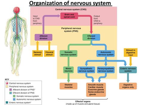 Organization of Nervous System Exocrine Gland, Enteric Nervous System, Neurological System, Veterinary School, Peripheral Nervous System, Medicine Notes, Pa School, Sport Quotes Motivational, Muscle Anatomy