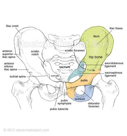 The pelvis or "basin" is composed of four bones: the two hip bones, the sacrum and ... Radiography Student, Pelvis Anatomy, Hip Anatomy, Radiology Student, Pelvic Bone, Anatomy Bones, Gross Anatomy, Vet Medicine, Basic Anatomy And Physiology