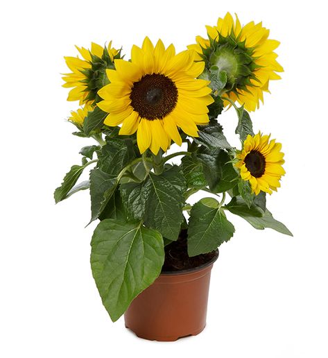 Name: Helianthus annuus 'Sunsation Yellow'; Lifecycle: Annual; Height: 0.5 - 1m Helianthus Annuus, Sunflower, Yellow, Plants, Flowers, Quick Saves