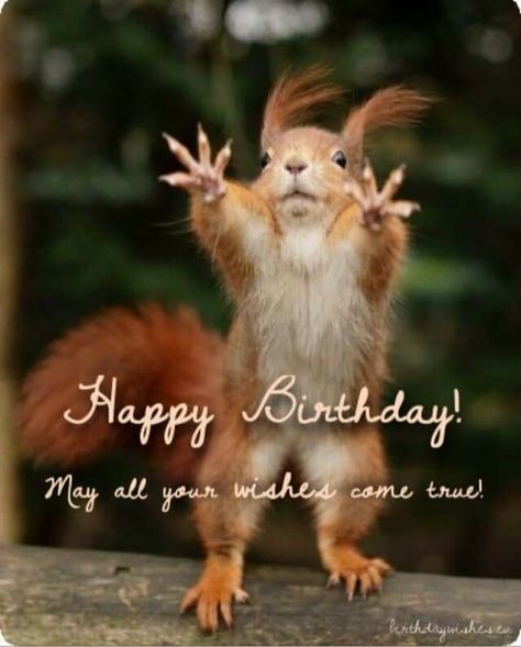 Happy Birthday Squirrel, Crazy Birthday Wishes, Squirrel Birthday, Crazy Birthday, Birthday Wishes Greeting Cards, Unique Birthday Wishes, Brother Humor, Birthday Brother, Snoopy Birthday