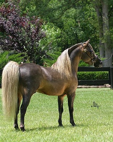 Chestnut Pony, Common Horse Breeds, American Shetland Pony, British Spotted Pony, Shetland Pony Foal, Ponies For Sale, Palomino Shetland Pony, Miniature Shetland Pony, Pony Breeds