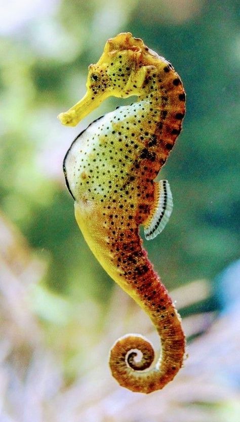 Seahorse Photography, Fauna Marina, Underwater Animals, Deep Sea Creatures, Beautiful Sea Creatures, Underwater Creatures, Underwater Life, Exotic Fish, Sea Horse