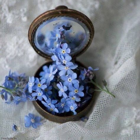 Flowers 🌺 on Twitter: "… " Forget Me Not Flowers Aesthetic, Forget Me Not Flowers, Flowers Aesthetic, Forget Me Not, Blue Flowers, Lace, Flowers, Blue, White