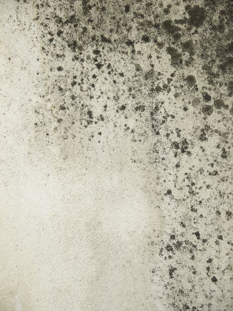 grunge moldy walls Black Mold Symptoms, Mold Illness, Sara Gottfried, Kawaii Metal, Mold Exposure, Mold In Bathroom, Mold Remediation, Natural Health Tips, Mold Remover