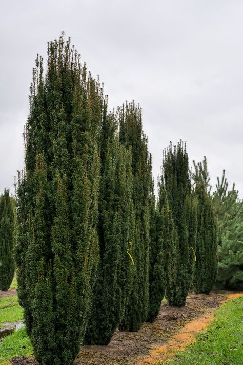 Screening Plants, Evergreen Flowers, Permeable Paving, Taxus Baccata, Yew Tree, Evergreen Garden, Garden Types, Spiral Shape, Roof Garden