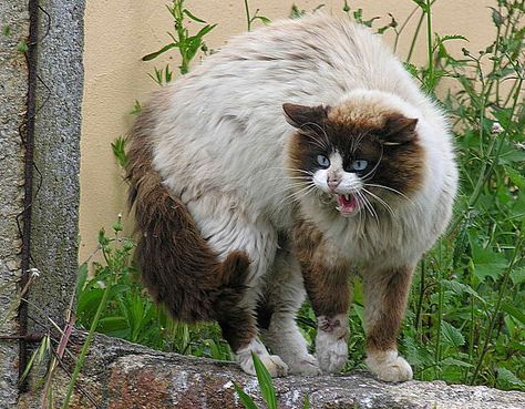 Denmarks Domesticated Cats Grew Larger Over Time Funny Halloween Pictures, Cat Hissing, Grumpy Cats, Cat Communication, Abyssinian Cats, Angry Cat, Feral Cats, Funny Cat Memes, Grumpy Cat