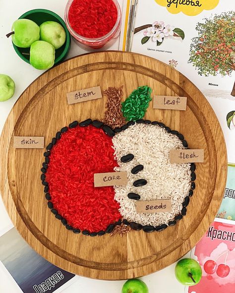 Apple Reggio Emilia, Apple Tuff Tray Ideas, Apple Sensory Bin, Eyfs Autumn, Apple Sensory, Sensory Tray, Infant Lesson Plans, Apple Unit, Apple Activities