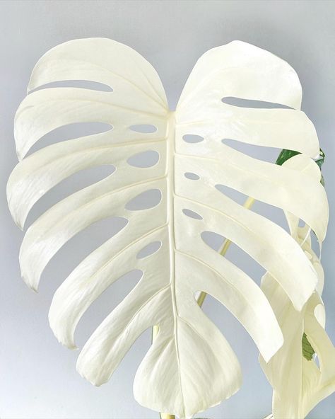 Albino Plants, Monstera Variegata, White Monstera, Plant Obsession, Plant Friends, Tanaman Indoor, White Plants, White Leaves, Variegated Plants