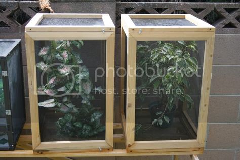 Metroscreenworks.com Stick Insect Enclosure, Insect Enclosure, Chameleon Enclosure, Chameleon Care, Chameleon Cage, Butterfly Cage, Stick Insects, Diy Reptile, Monarch Butterfly Garden