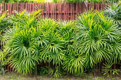 Lady Palm, Florida Palm Trees, Small Palm Trees, Jungle Gardens, Backyard Plants, Golden Pothos, Small Palms, Front Landscaping, Peace Lily