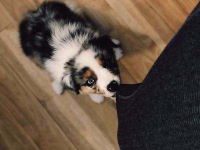 Australian Shepherd Training, Mini Aussie Puppy, Best Puppy Food, Puppy Stages, Puppy Barking, Dog Training Books, Agility Training For Dogs, Aussie Shepherd, Australian Shepherd Puppy