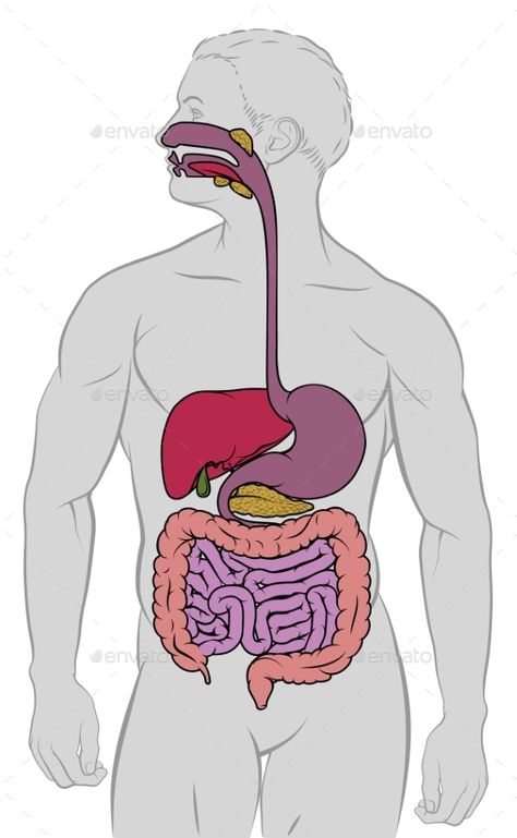 Digestive System Project, Digestive System Diagram, Digestive System Worksheet, Digestive System Anatomy, Human Digestive System, Schematic Drawing, Gastrointestinal Tract, Creative School Project Ideas, Easy Drawing Steps