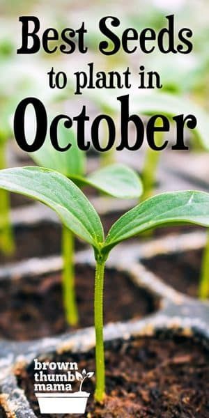 Fall Vegetables To Plant, Winter Vegetables Gardening, Tattoo Plant, Winter Gardening, Vegetable Garden Diy, Fall Vegetables, Fall Garden Vegetables, Backyard Vegetable Gardens, Garden Veggies