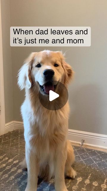 We Rate Dogs, Amor Real, Golden Puppy, A Golden Retriever, Therapy Dogs, Golden Retriever Puppy, Retriever Puppy, Golden Retrievers, Shelter Dogs