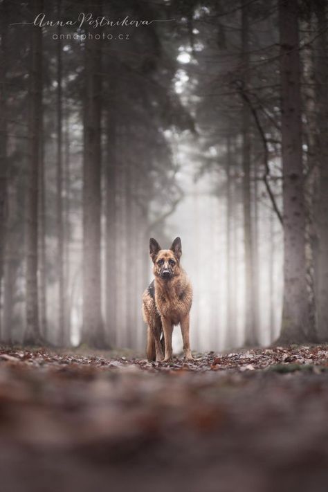 Foggy Day, Dog Photoshoot, Fall Dog, Dog Photograph, Yorkshire Terrier Puppies, Sweet Dogs, German Shepherd Dog, Shepherd Puppies, German Shepherd Puppies