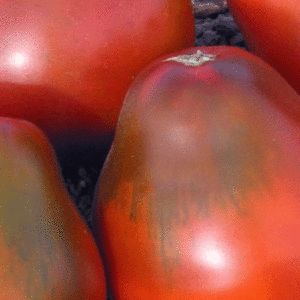 Tomato - Heirloom Seeds Canada Tomato Heirloom, Heirloom Tomato Seeds, Heirloom Tomato, Tomato Cages, Mahogany Color, Tomato Seeds, Heirloom Tomatoes, Heirloom Seeds, Climbing Plants