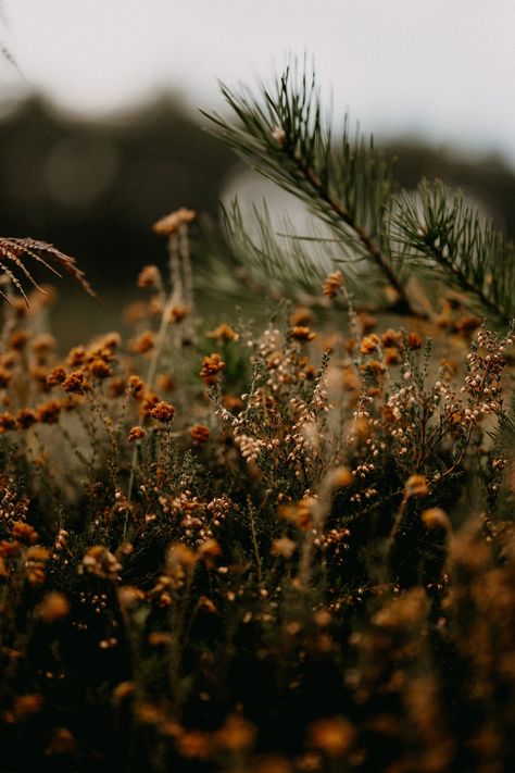 Free Outdoors Image on Unsplash These Broken Stars, Fall Mood Board, Get Ready For Fall, Autumn Quotes, Ready For Fall, Wet Weather, Brown Aesthetic, Autumn Aesthetic, Autumn Photography