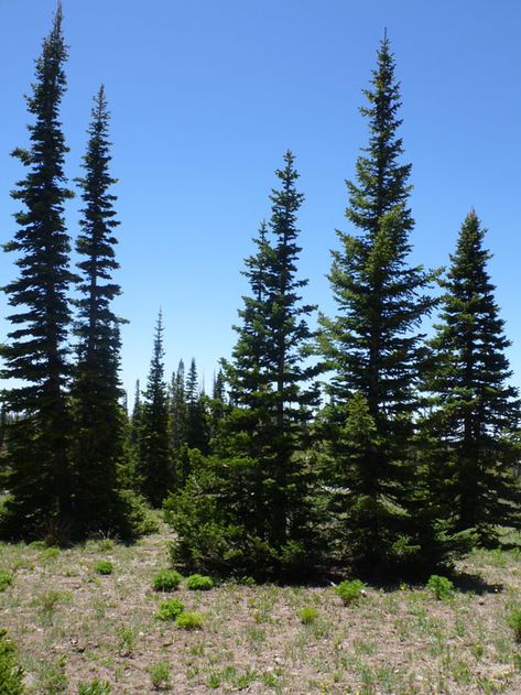 Alpine Pine Lodge Pole Pine Tree, Changbai Mountain, Natural Cave, Oc Board, Conifer Trees, Forest Mountain, Green Earth, Pine Trees, Outdoor Ideas